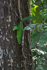 Angiospermae