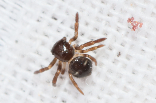 Talaus limbatus