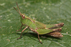 Orphulellini