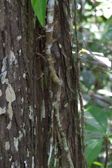 Angiospermae