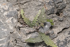 Cosentinia vellea