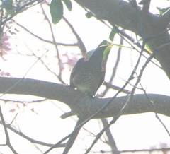 Cinclocerthia gutturalis