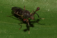 Diasemopsis silvatica