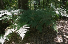 Calochlaena
