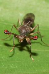 Diasemopsis silvatica