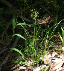 Liliopsida