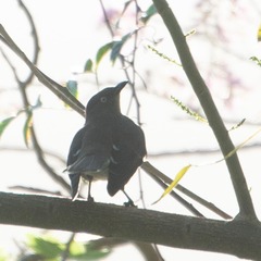 Cinclocerthia gutturalis