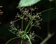 Liliopsida