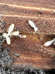 Reticulitermes flavipes