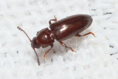 Languriinae