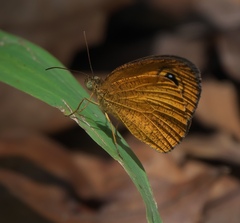 Ypthima sesara