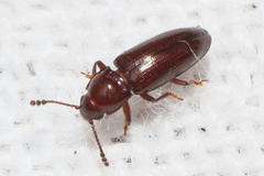 Languriinae