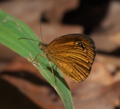 Ypthima sesara