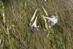 Lilium formosanum
