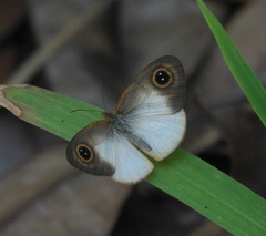 Ypthima sesara
