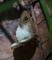 Ypthima sesara