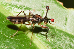 Diasemopsis