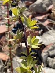 Berberis microphylla