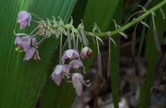Spathoglottis pacifica