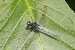 Orthetrum julia