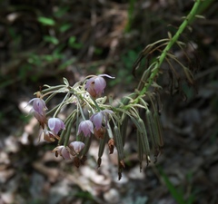 Spathoglottis pacifica