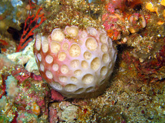 Cinachyra
