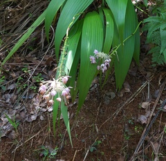 Spathoglottis pacifica