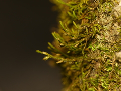 Cryphaea glomerata