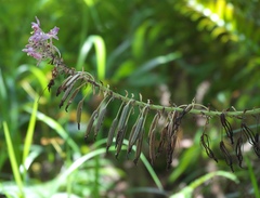 Spathoglottis pacifica