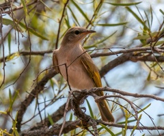 Conopophila rufogularis