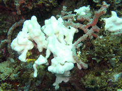 Clathria
