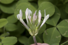 Trifolium clypeatum