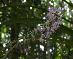 Spathoglottis pacifica