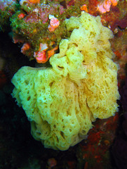 Clathrina
