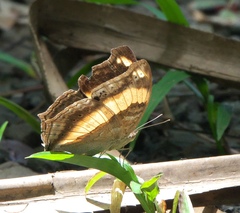Yoma sabina