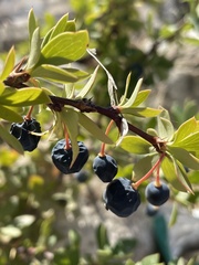 Berberis microphylla