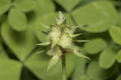 Trifolium clypeatum