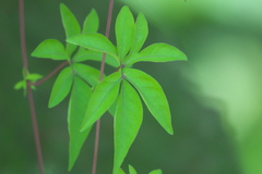 Angiospermae