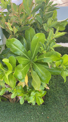 Scaevola taccada