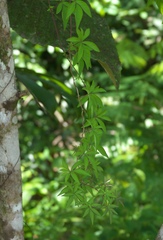 Angiospermae