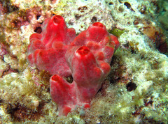 Monanchora clathrata