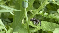 Phidippus audax