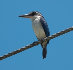 Todiramphus sacer vitiensis