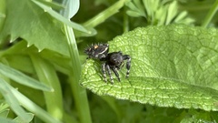 Phidippus audax