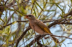 Conopophila rufogularis