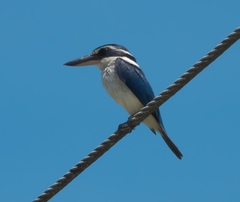 Todiramphus sacer vitiensis
