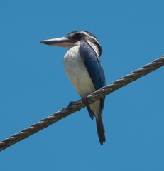Todiramphus sacer vitiensis