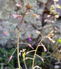 Boechera perennans
