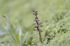 Anacamptis collina