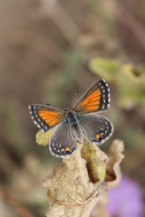 Pseudolucia chilensis